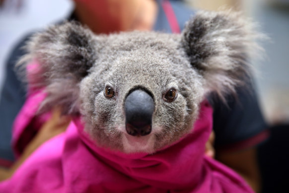 A koala getting treatment at Port Macquarie Koala Hospital.