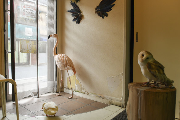 A flamingo, a duck and an owl at an animal cafe in Nagoya, Japan, on March 13, 2023. 