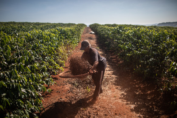 A 2022 study of tropical cash crops that included arabica, as well as avocado and cashew, found that the bean was most vulnerable to climate change, with regions suitable for its production shrinking globally primarily due to increased heat.