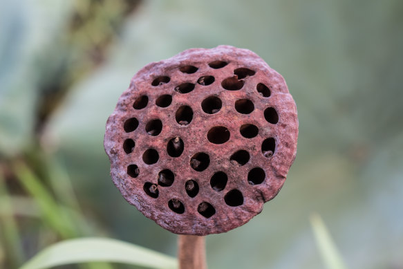 Trypophobia first appeared in medical literature 10 years ago.
