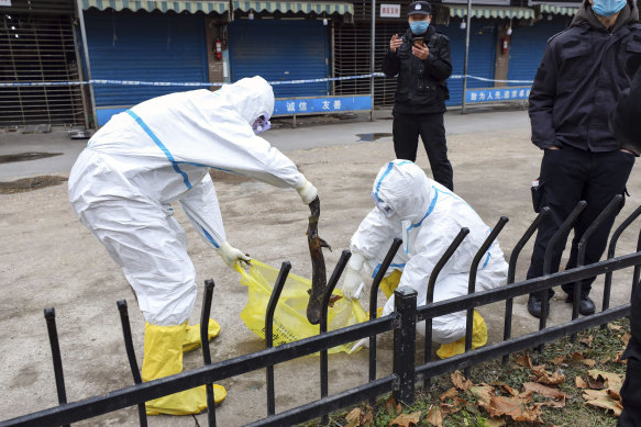 In this January 27, 2020, photo, workers in protective gear catch a giant salamander that was reported to have escaped from the Huanan Seafood Market in Wuhan, a centre of the early COVID-19 outbreak. 