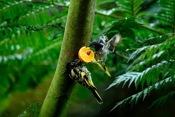 Regent honeyeaters at Taronga Zoo.