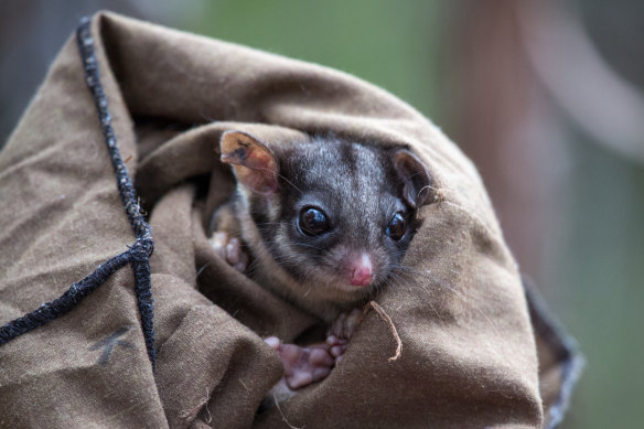 Conservationists have successfully bred a Leadbeater’s possum of mixed genetic origins, in a world first.