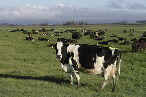 The NZ government has proposed taxing the greenhouse gasses that farm animals make from burping and peeing as part of a plan to tackle climate change.