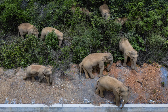 The herd of wild elephants pictured in Eshan county in Yunnan Province last week.