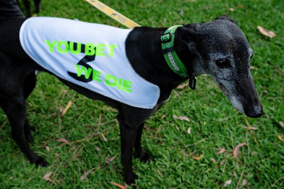Lexi, a former racing greyhound, at a rally outside Wentworth Park on Friday night, the last night of greyhound racing at the venue in inner Sydney.