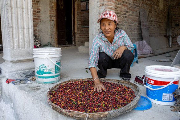 A woman in Zhukula sorts freshly harvested coffee cherries in a woven bamboo tray.
