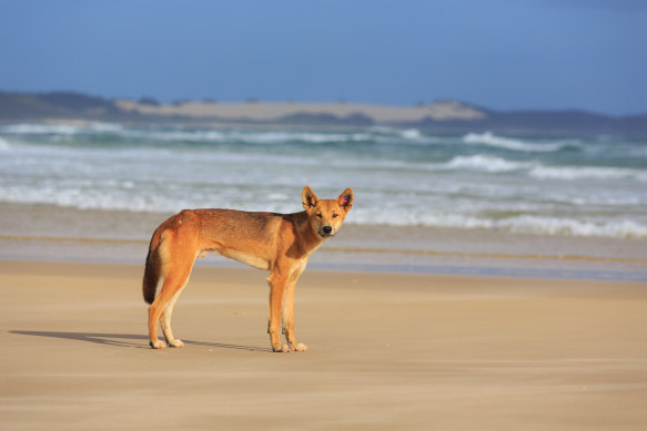 Despite the growing number of attacks on K’gari, rangers have rejected calls to cull the dingo population on the island.