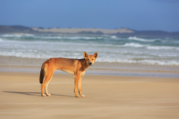 Fraser Island dingo. 