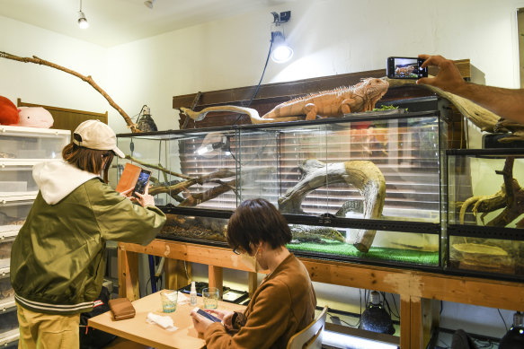 A customer takes pictures of reptiles inside an animal cafe in Tokyo, on March 11, 2023. 