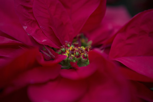 A poinsettia.