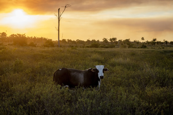 Some cattle on a farm in Maracaçumé, Brazil, have to make room for trees to return.