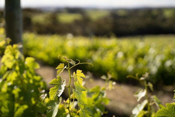 S.C. Pannell vines up close in McLaren Vale, SA.
