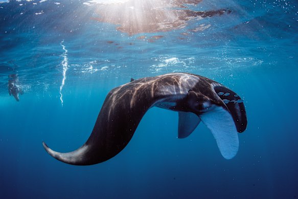 Swimming with graceful manta rays in Coral Bay.