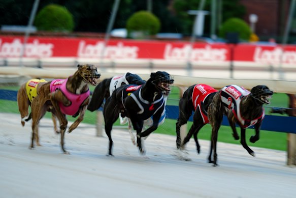 Greyhounds vie for position on the final night of races at Wentworth Park.