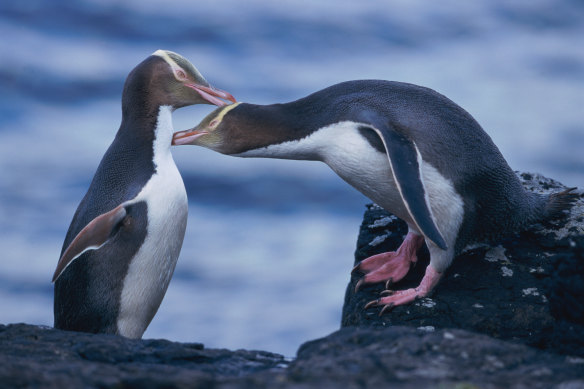 There are an estimated 225 pairs of yellow-eyed penguins left in the wild.