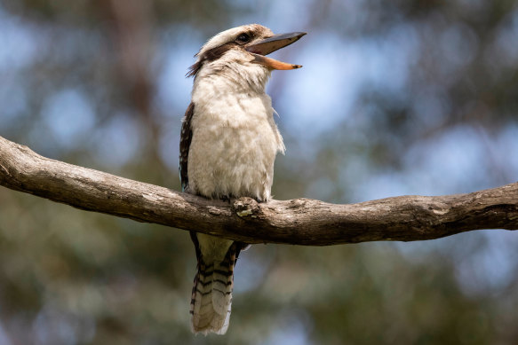 Kookaburra: nothing could be finer