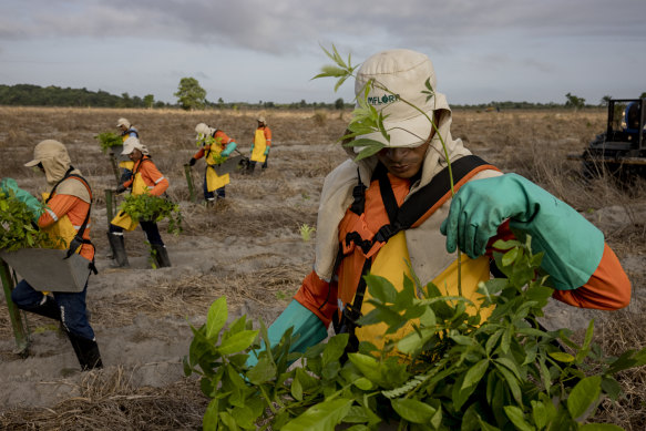 Forest restoration workers planting native Amazonian seedlings on degraded pastureland in Mãe do Rio, Brazil.