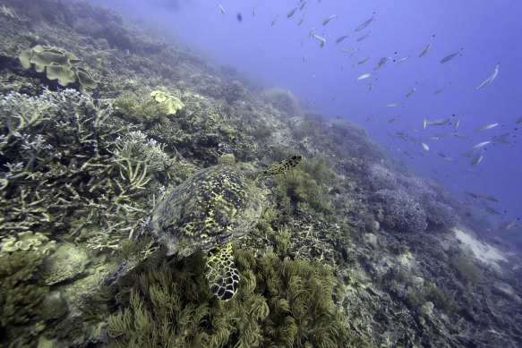 Moore Reed off the Queensland coast. Queensland’s economy has taken a dive, along with Victoria.