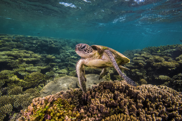 A turtle on Ningaloo Reef in Western Australia.