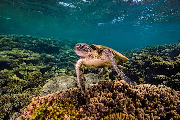 A turtle on Ningaloo Reef in Western Australia.