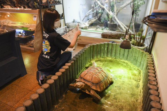 A staff member cleans the space of an African spurred tortoise at Funny Creature Forest in Kyoto, Japan, on March 13, 2023.