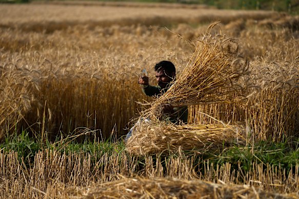 Wheat prices are rising due to drought and higher fertiliser costs.