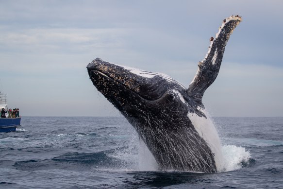 A humpback whale performing for boats of whale watchers in Sydney.
