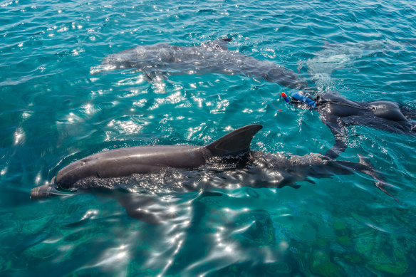 Queensland will remain the only state in Australia that allows breeding of dolphins in captivity for entertainment.