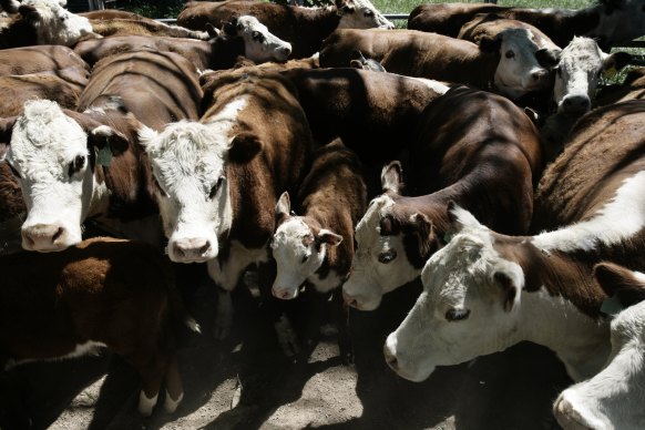 Foot and mouth disease causes painful lesions on cloven-hoofed animals including sheep, cattle, pigs and goats.