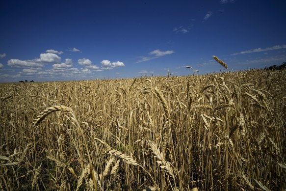 A wheat field, on the territory which is under the government of the Donetsk People’s Republic control, eastern Ukraine.