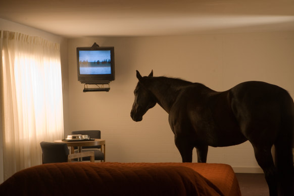 Animals in hotel rooms: Still from Doug Aitken’s migration (empire).