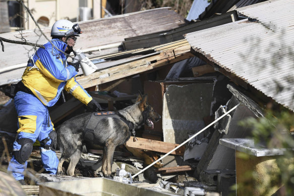 A police officer with a police dog searches for survivors at a collapsed house in Suzu.