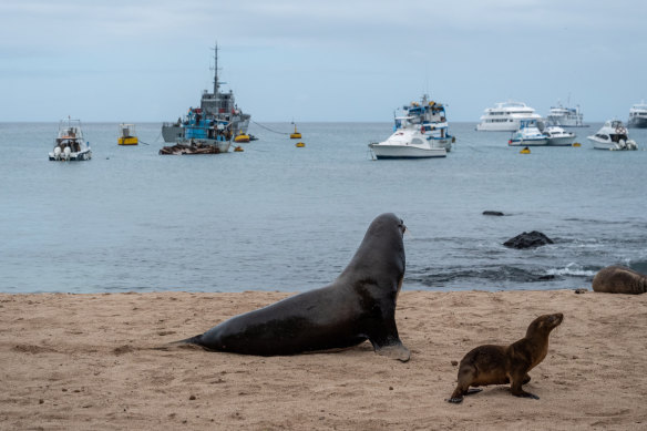 Sea lions on a beach in front of fishing and tourist boats on San Cristobal, Galapagos Islands, Ecuador. The country has been complaining about Chinese vessels overfishing in its vicinity.