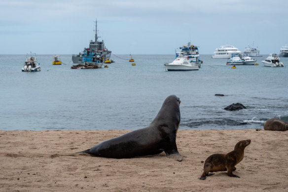 The Chinese fleet that encircled Galapagos devastates the sea and evades  regulations – SOS Galápagos