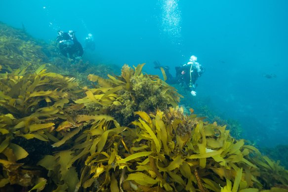 Divers inspect golden kelp in Port Phillip Bay. 
