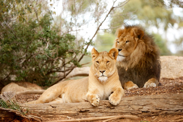 Lions at Werribee Open Range Zoo. 
