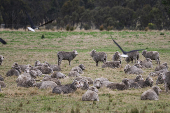 Australia is experiencing “record volumes” of lamb on the market.