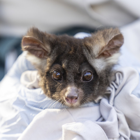 A threatened southern greater glider at Tallaganda National Park. Why wouldn’t you save it?