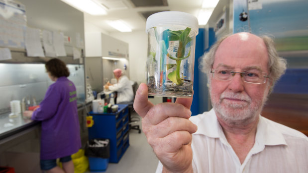 Distinguished Prof James Dale has developed a Cavendish banana that is resistant to Panama Disease.
