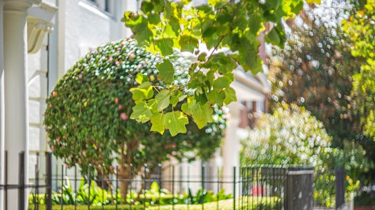 Deciduous trees provide dappled shade in summer and let the sun through in winter.