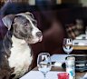 At Dogstronomy, the rules are simple: the larger the diner, the more you pay. Humans, take heed.