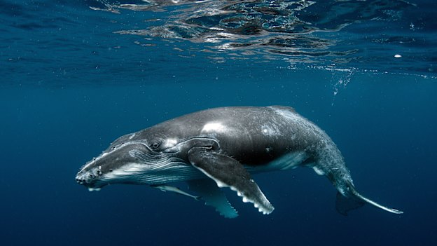 A humpback whale calf.