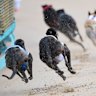 The Herald can reveal the racing regulator is the subject of an investigation into leadership and workplace culture.