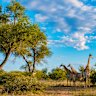Giraffes in the Kruger National Park.