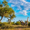 Giraffes in the Kruger National Park.