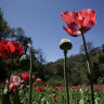 A soldier stands on a poppy field during eradication supervised by the Mexican Army on the outskirts of Morelia, Mexico. 