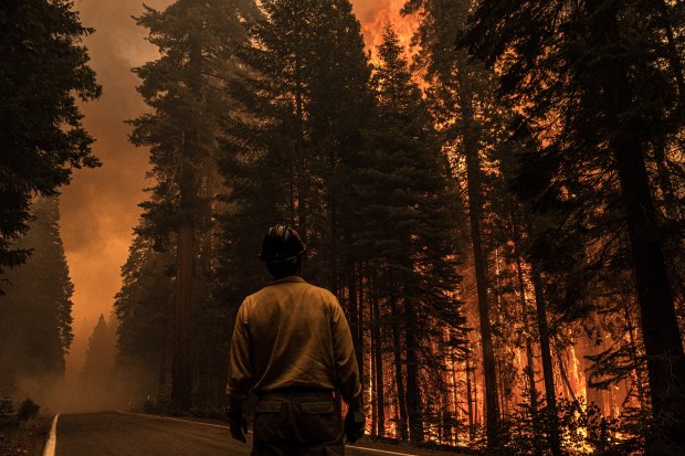 A Californian firefighter watches massive fir trees go up in flames near Mill Creek.