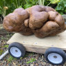 New Zealand potato possibly world’s biggest (and ugliest)