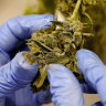 Recent research suggests that three in 10 cannabis users will develop cannabis-use disorder.